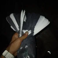 کفتر یا کبوتر