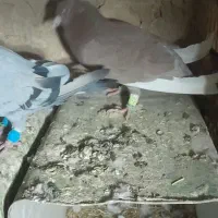 کفترخوب همه زرنگ پرشی رنگی و پلاکی