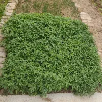 نهال گوجه