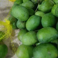 انبه درشت سبز رسید