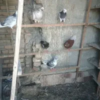 کبوتر