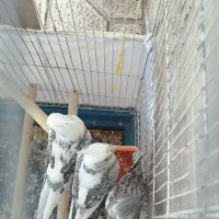 جوجه عروس