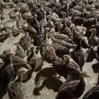 جوجه بیوتی و برنز