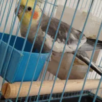 دو عدد عروس هلندی نر و ماده مولد