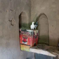 پرنده|پرنده|رشتخوار, |دیوار