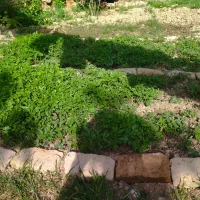 نهال گوجه