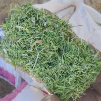 خارشتر .کاه پرس و کوبیده گندم .سبوس