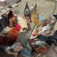 مرغ و خروس