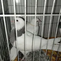 یک جفت طوقی