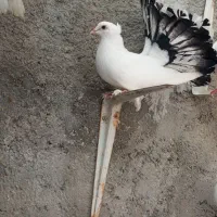 کبوتر ماده دم شاپرکی