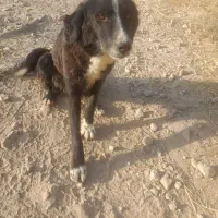 سگ چوله گیر ماده