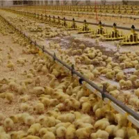 جوجه گوشتی راس 308 شرکت سیف مشهد