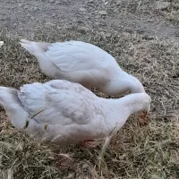 فروش دوتا جوجه غاز محلی
