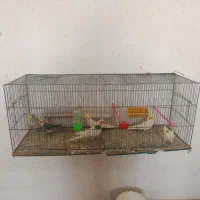 عروس هلندی