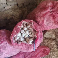 فروش سیر سفید همدان