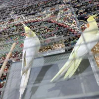عروس هلندی