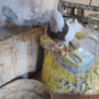 کبوتر|پرنده|شادگان, |دیوار