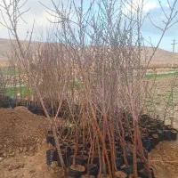 بادام|خدمات باغبانی و درختکاری|ایلام, |دیوار