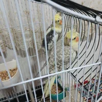 سه عدد عروس هلندی