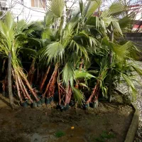 فروش درختچه پالم