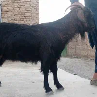گوسفند بز فروشی