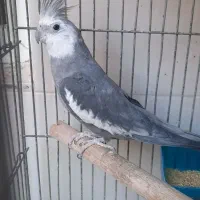 یک عدد عروس هلندی نر آواز خوان