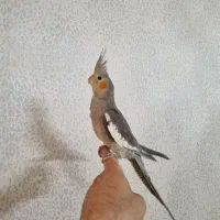 عروس هلندی دستی و سخن گو