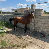 اسب نریان سر و دم گیر