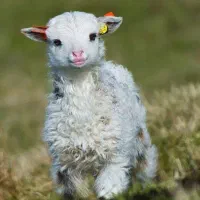 بره