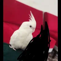 فروش و معاوضه عروس هلندی