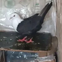 کفتر
