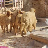 بره نر صادراتی درجه یک