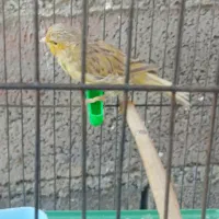 قناری نر ماده