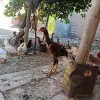 مرغ خروس لاری