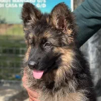 سگ ژرمن شولاین کیفیت بالا