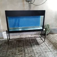 اکواریم ماهی
