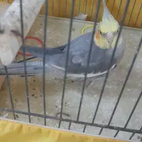 عروس هلندی نر ۸ماهه
