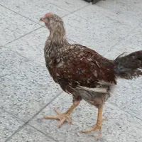 مرغ و خروس