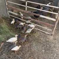 جوجه بوقلمون