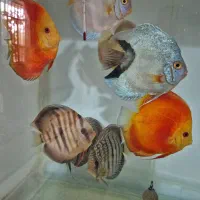 ماهی دیسکس