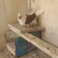 کبوتر اصفهانی دوکتی