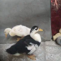 دو جفت اردک 3ماهه650