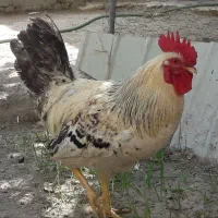 خروس