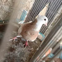 اگهی خوانده بشه
