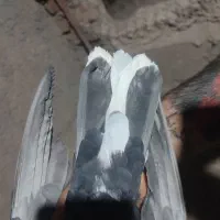 کفتر|پرنده|زرند, |دیوار