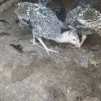 جوجه بوقلمون