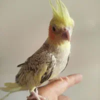 عروس هلندی ماده
