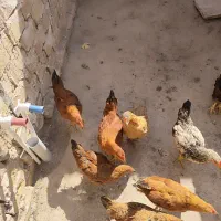 جوجه بزورگ