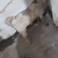 یک عدد بز نر