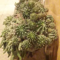 گل کاکتوس توپی و ماری